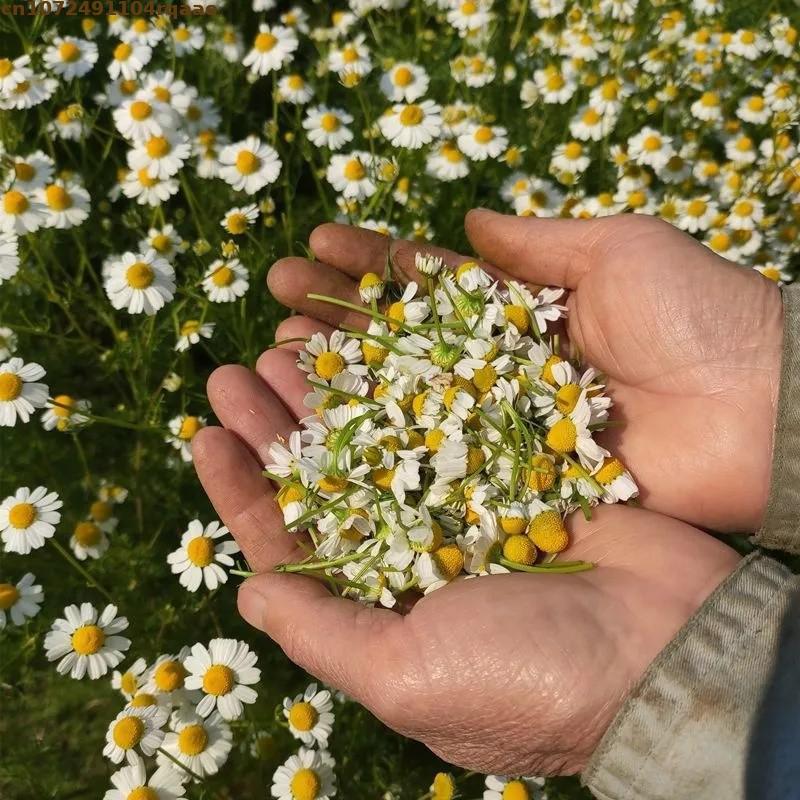 Premium Natürliche Getrocknete – Chamomile Tea Bewertung und Preis